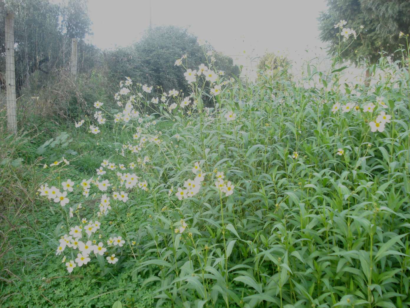 Bidens aurea / Forbicina lineare